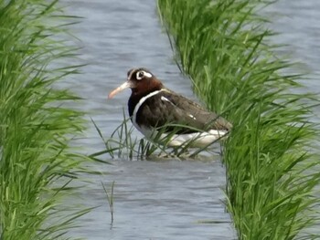 Greater Painted-snipe 三重県桑名市 Sun, 5/10/2015