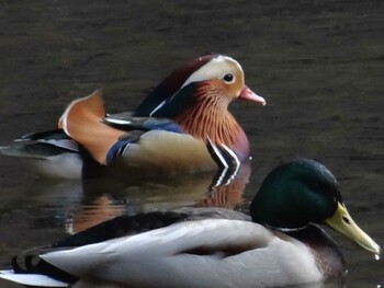 Mandarin Duck 松尾池 Sat, 2/8/2014