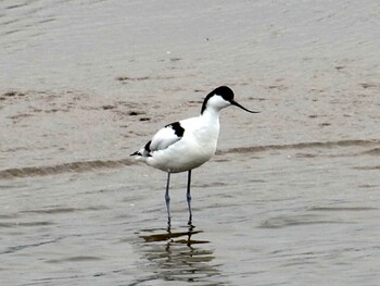 2015年3月7日(土) 鈴鹿川派川河口の野鳥観察記録