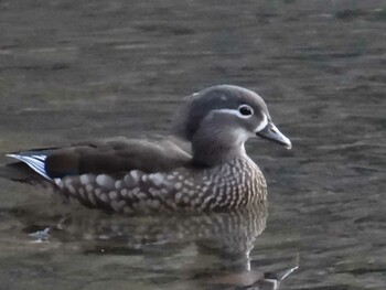 Mandarin Duck 松尾池 Sat, 2/8/2014