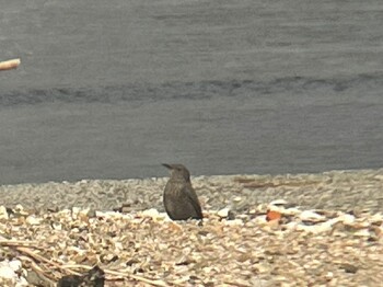 Blue Rock Thrush 浜名湖 Mon, 2/21/2022