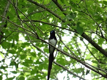 サンコウチョウ ながら川ふれあいの森 2015年5月23日(土)