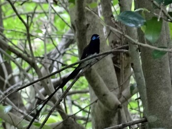 2015年5月23日(土) ながら川ふれあいの森の野鳥観察記録