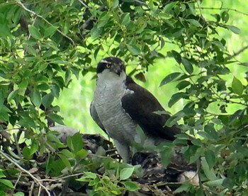 2015年6月13日(土) 岐阜県羽島市の野鳥観察記録