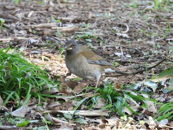 2021年12月29日(水) 葛西臨海公園の野鳥観察記録