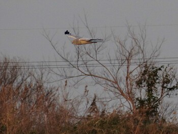 2015年12月26日(土) 西尾市一色海岸の野鳥観察記録