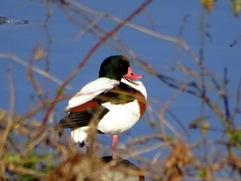 2016年1月1日(金) 姫路市の野鳥観察記録