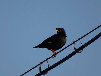 2016年1月1日(金) 明石公園の野鳥観察記録