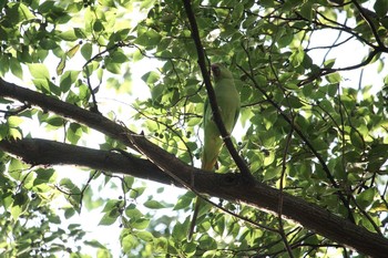 Indian Rose-necked Parakeet 等々力渓谷 Mon, 9/18/2017
