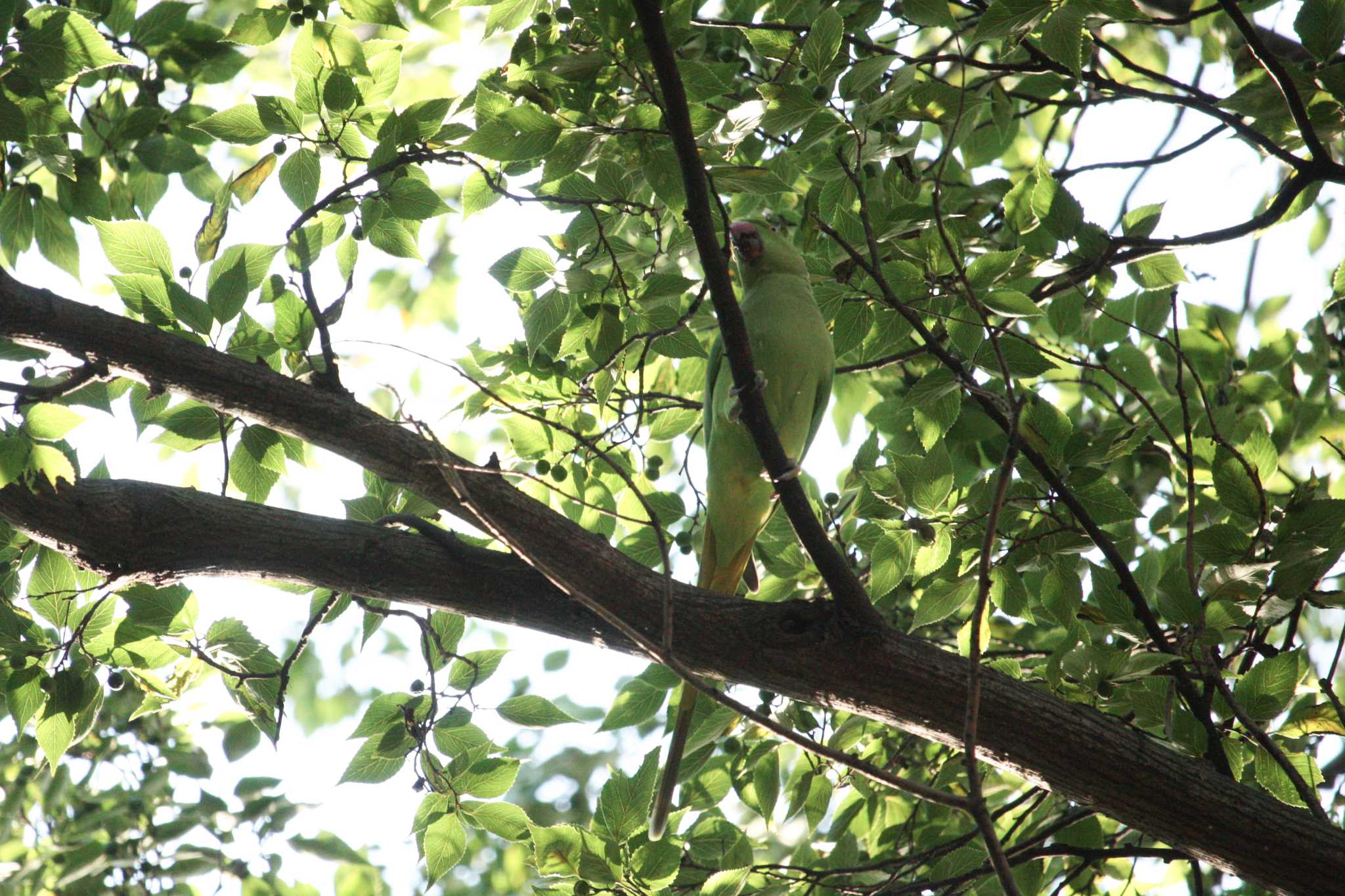 Indian Rose-necked Parakeet