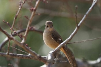 ジョウビタキ 馬見丘陵公園 2022年2月18日(金)