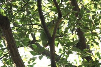 Indian Rose-necked Parakeet 等々力渓谷 Mon, 9/18/2017