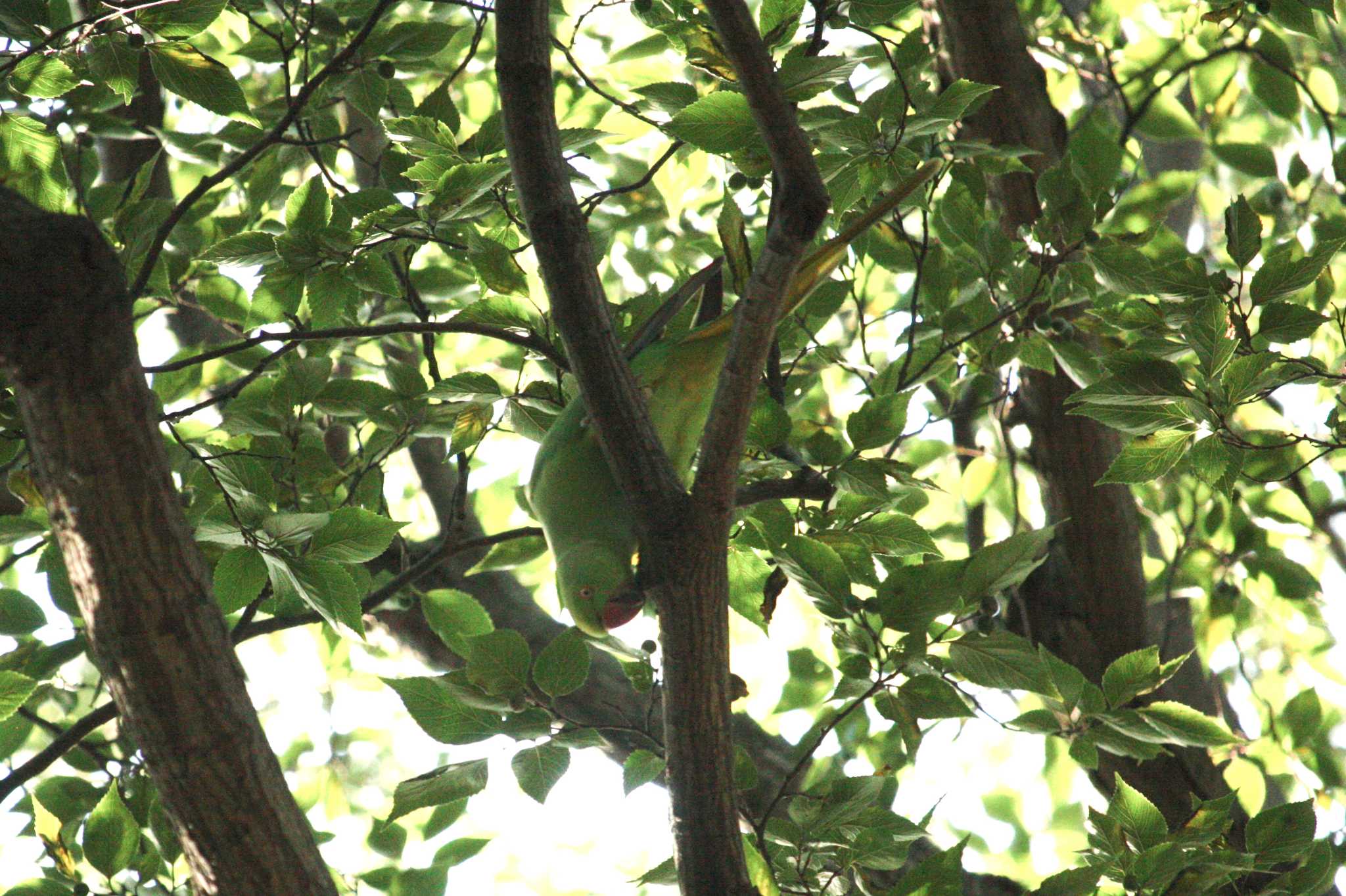 Photo of Indian Rose-necked Parakeet at 等々力渓谷 by Yuka