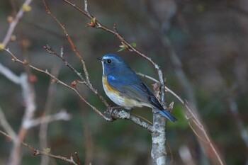 ルリビタキ 馬見丘陵公園 2022年2月18日(金)