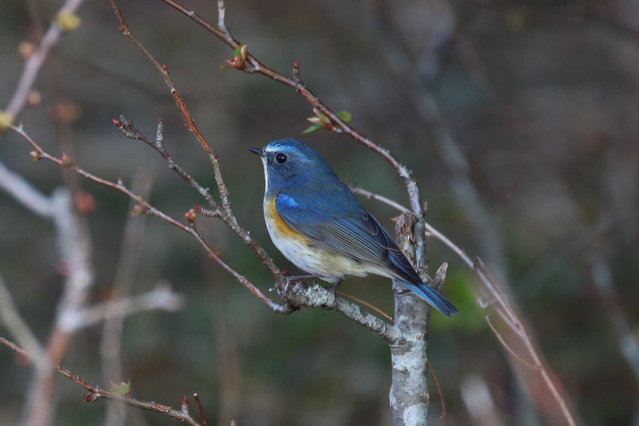 Photo of Red-flanked Bluetail at 馬見丘陵公園 by SAKURA 8743