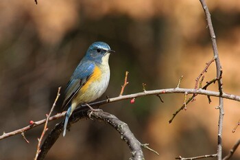 ルリビタキ 馬見丘陵公園 2022年2月18日(金)