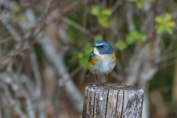 Red-flanked Bluetail 馬見丘陵公園 Fri, 2/18/2022