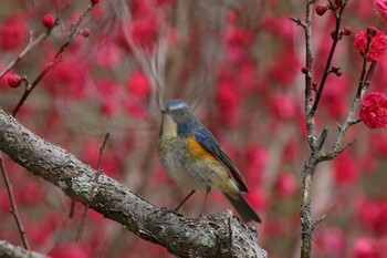 Red-flanked Bluetail 馬見丘陵公園 Fri, 2/18/2022