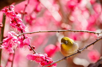 Warbling White-eye 奈良県 Sun, 2/20/2022