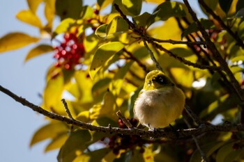 Warbling White-eye 奈良県 Sun, 2/20/2022