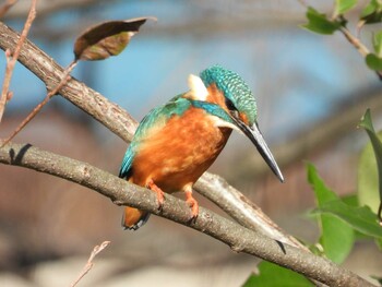 2021年12月18日(土) 水元公園の野鳥観察記録