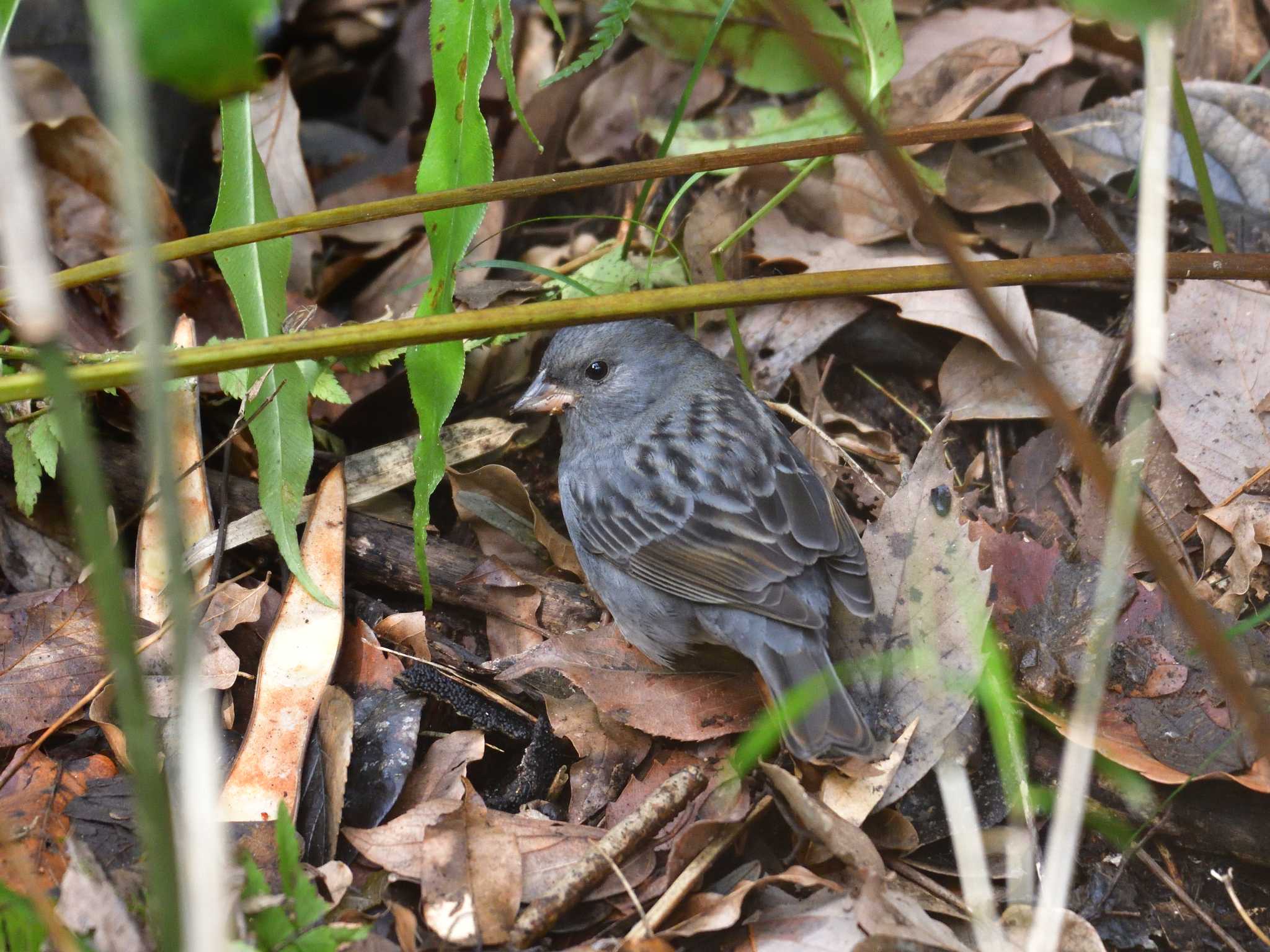 Grey Bunting