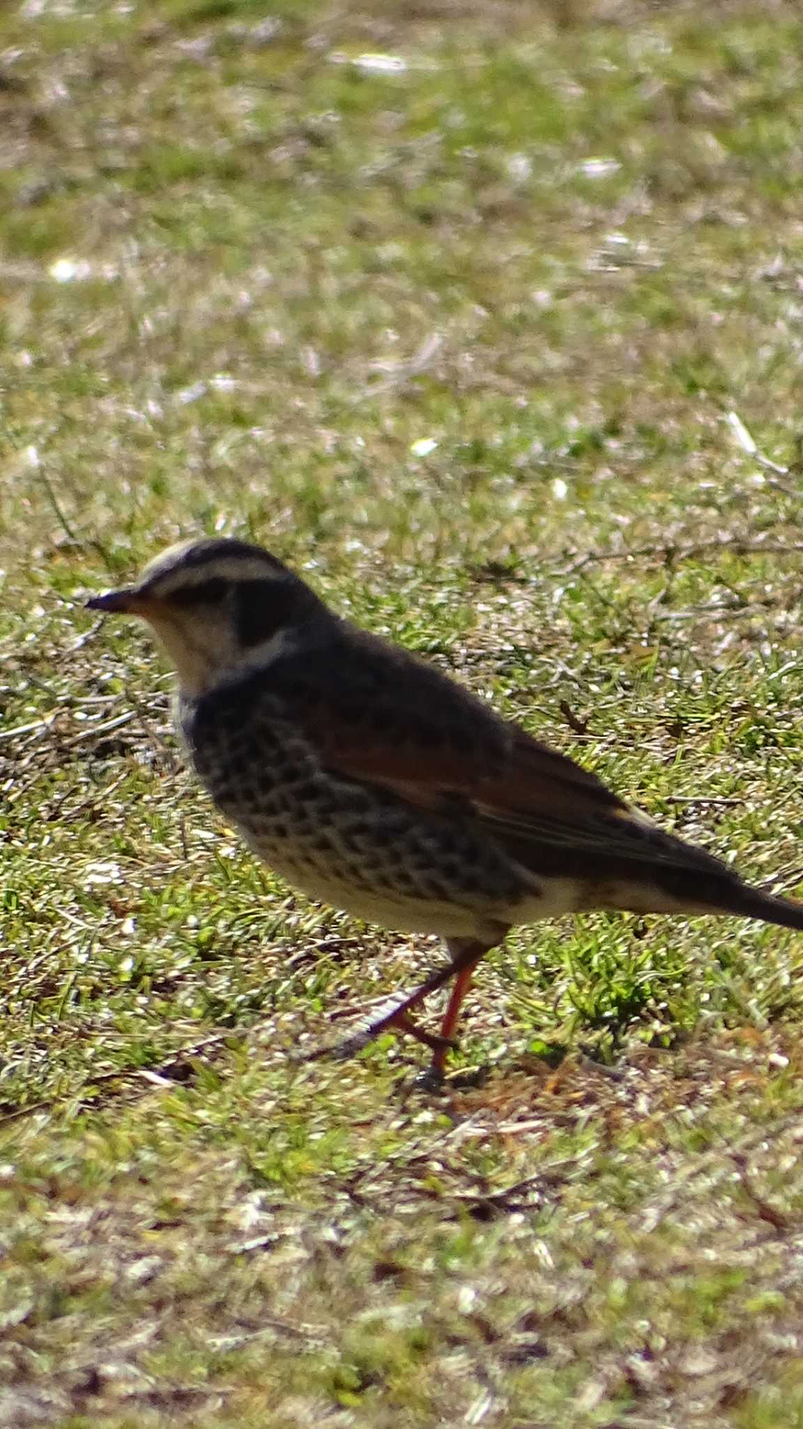 Dusky Thrush