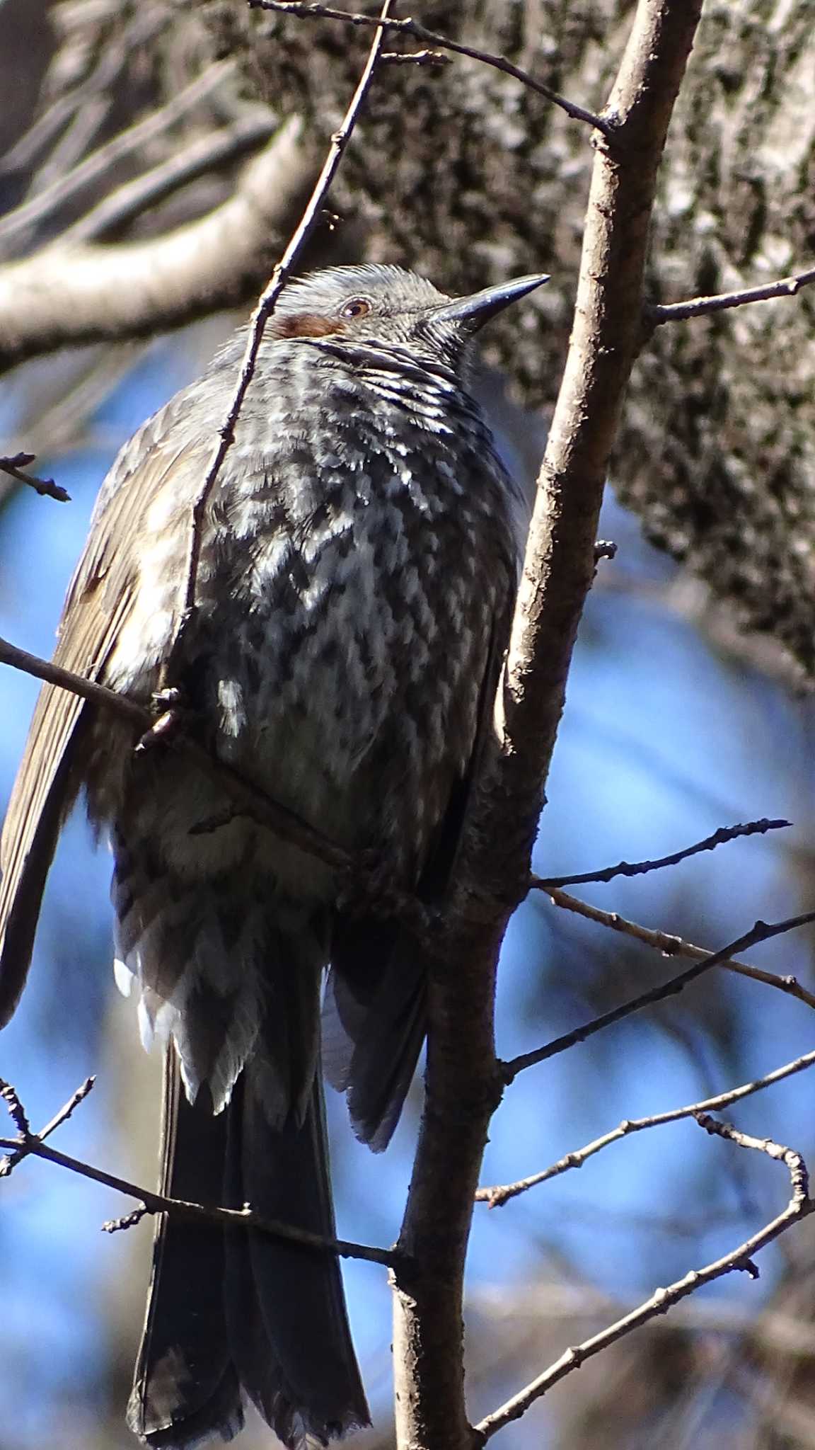 Brown-eared Bulbul