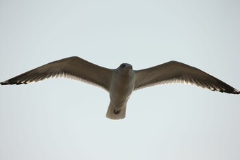 Vega Gull 甲子園浜(兵庫県西宮市) Sun, 2/20/2022