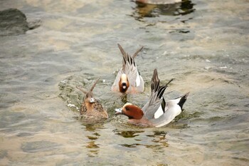 Eurasian Wigeon 甲子園浜(兵庫県西宮市) Sat, 2/19/2022