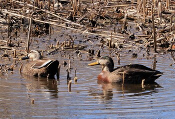 2022年2月21日(月) 石神井公園の野鳥観察記録