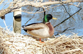 マガモ 石神井公園 2022年2月21日(月)