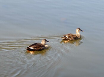 Eastern Spot-billed Duck Shakujii Park Mon, 2/21/2022