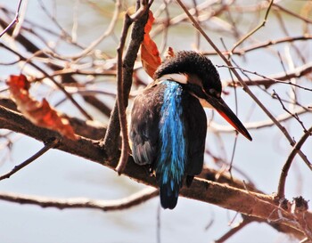 Common Kingfisher Shakujii Park Mon, 2/21/2022