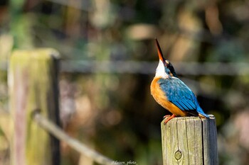 2022年2月21日(月) 薬師池公園の野鳥観察記録