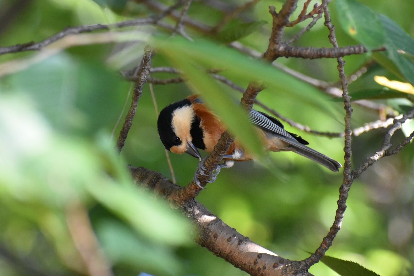 Photo of Varied Tit at  by ヨウコ