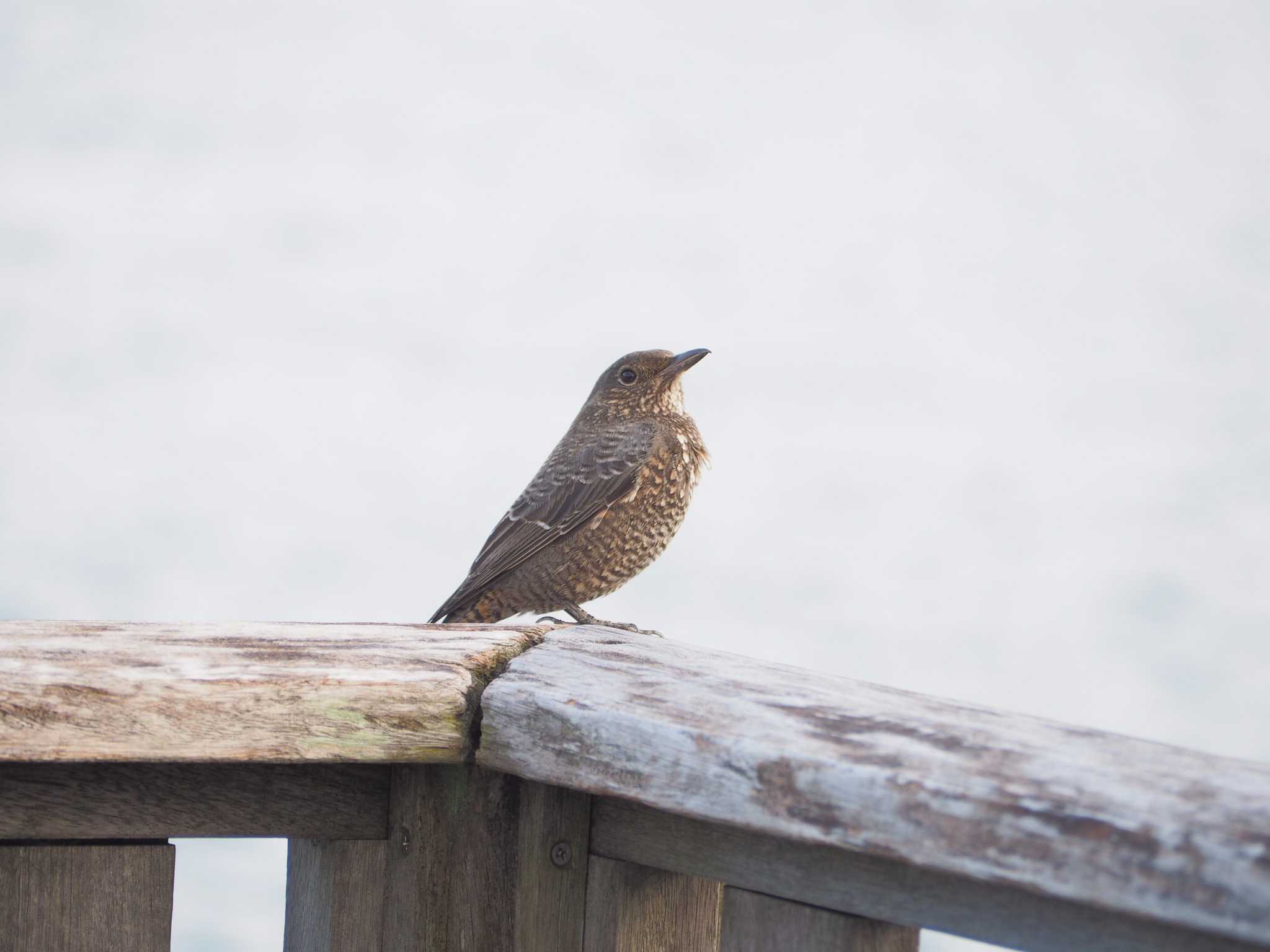 Photo of Blue Rock Thrush at  by やまぐち さとみ