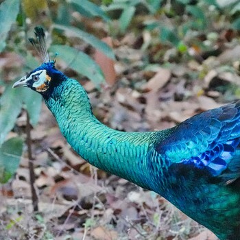 Green Peafowl Bueng Khong Long Non-Hunting Area Fri, 2/4/2022