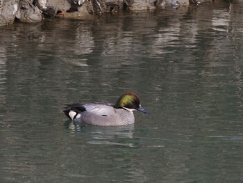 Falcated Duck 羽村堰(下流) Sat, 2/19/2022