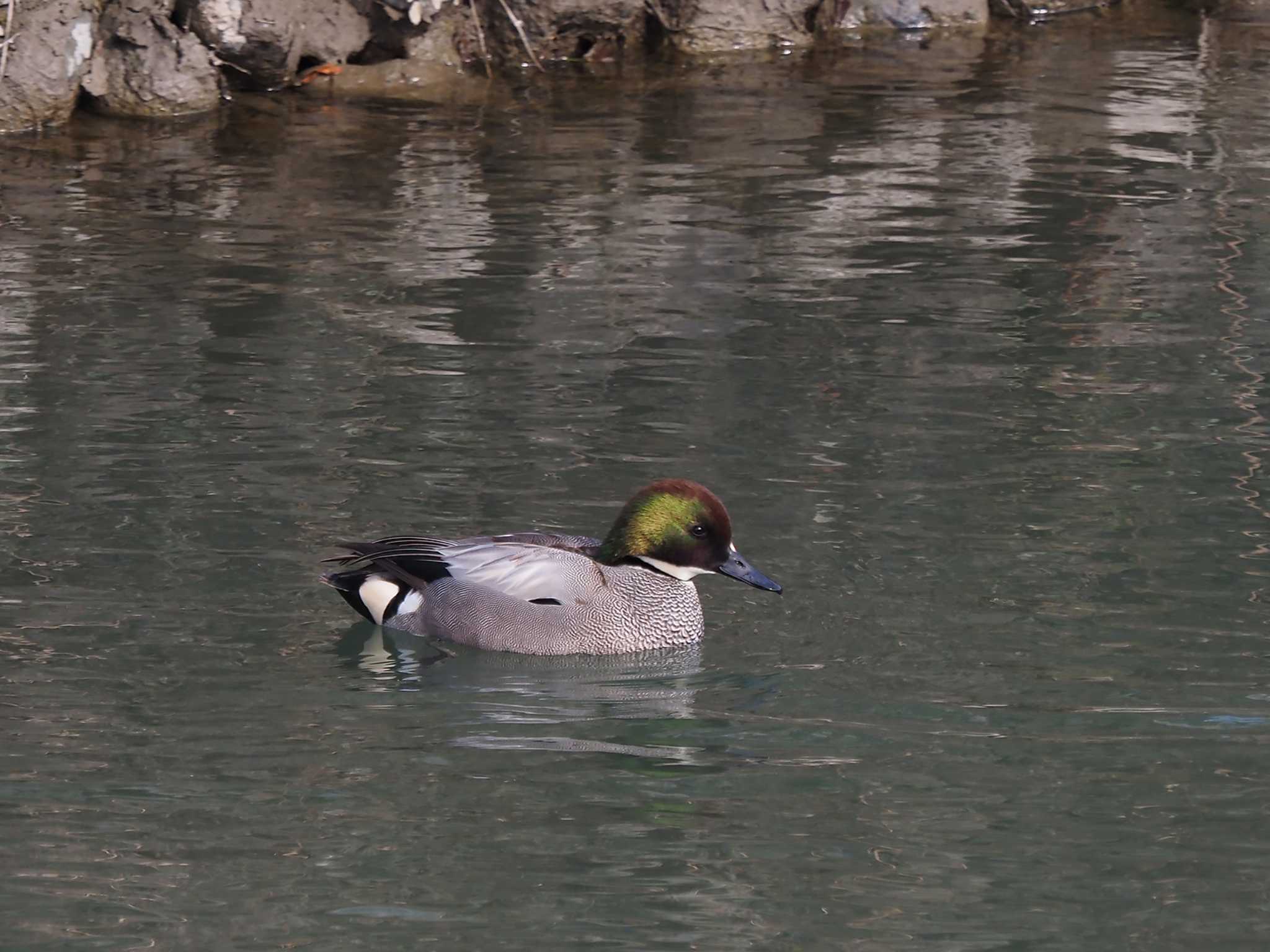 Photo of Falcated Duck at 羽村堰(下流) by 日根野 哲也