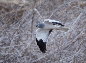 Sat, 2/19/2022 Birding report at Watarase Yusuichi (Wetland)