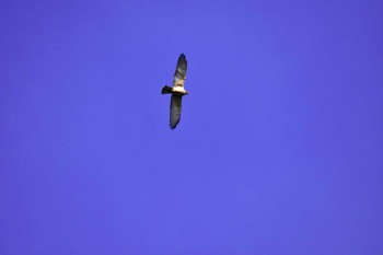 Crested Honey Buzzard Shirakaba-touge Tue, 9/19/2017