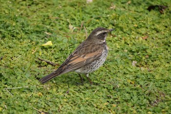 Dusky Thrush Hikarigaoka Park Mon, 2/21/2022