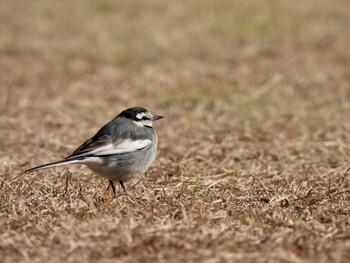 White Wagtail 神戸大学 Tue, 2/22/2022