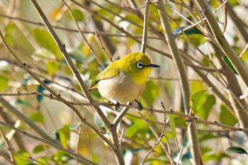 メジロ 荒川・砂町水辺公園(東京都江東区) 2022年2月22日(火)