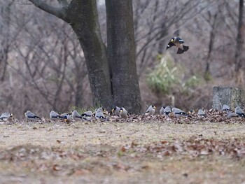 Japanese Grosbeak 狭山丘陵 Sat, 2/19/2022