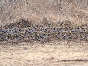 Japanese Grosbeak 狭山丘陵 Sat, 2/19/2022