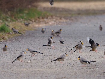 Japanese Grosbeak 狭山丘陵 Sat, 2/19/2022