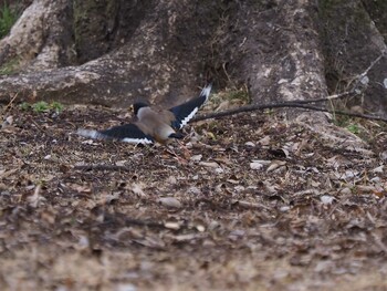 Chinese Grosbeak 狭山丘陵 Sat, 2/19/2022