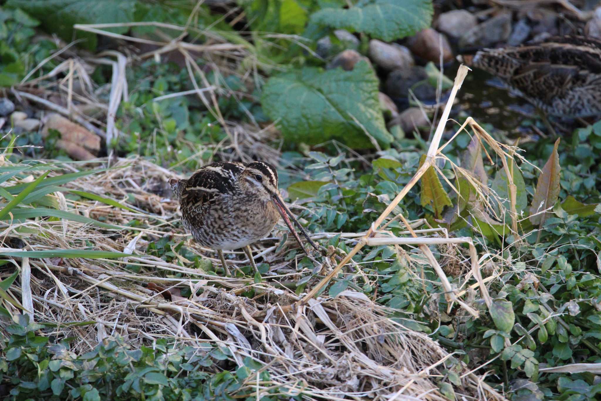 Photo of Common Snipe at 石神井川 by Sweet Potato